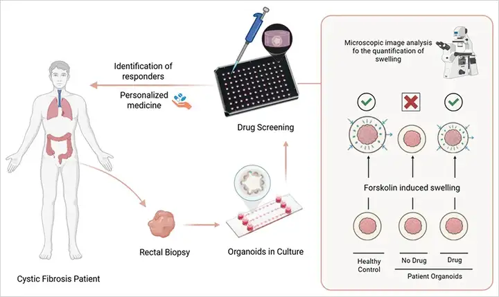 类器官：载玻片之上的「迷你实验室」