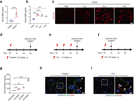 STTT（IF=40.8）丨氧化自身 DNA 与急性肾损伤：A20 如何精准调控炎症反应？