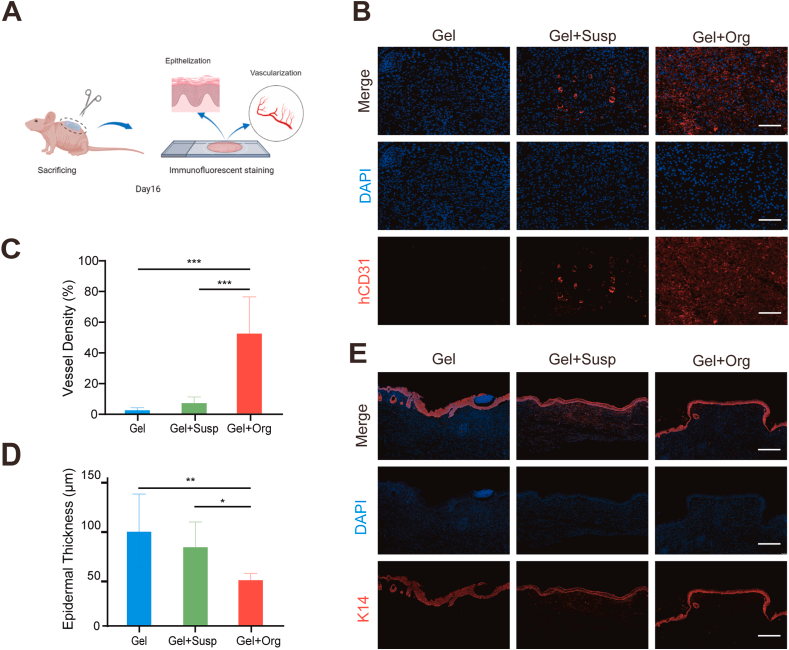 图6.生物3D打印皮肤类器官产生紧密堆积的新表皮层,具有更多的新生血管。