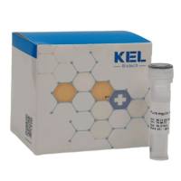 Puromycin Hydrochloride(10mg/ml) 嘌呤霉素盐酸盐(10mg/ml)