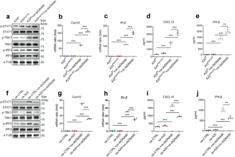 STTT（IF=40.8）丨氧化自身 DNA 与急性肾损伤：A20 如何精准调控炎症反应？