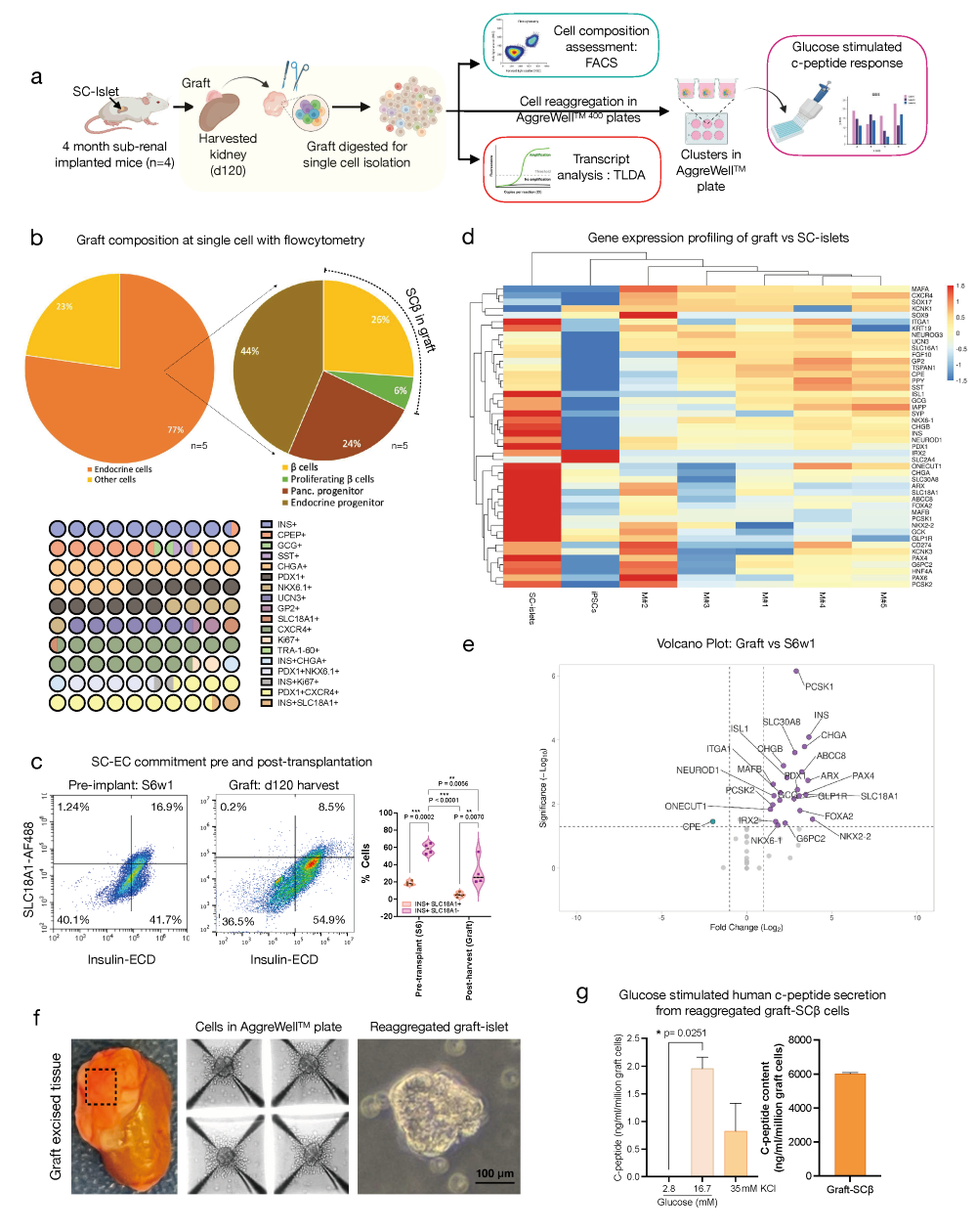 iPSC衍生胰岛全流程3D悬浮分化，助力糖尿病治疗规模化应用