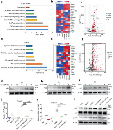STTT（IF=40.8）丨氧化自身 DNA 与急性肾损伤：A20 如何精准调控炎症反应？