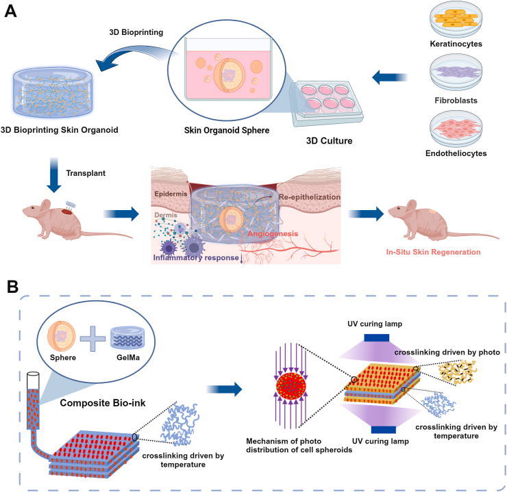 3D打印皮肤类器官构建过程及其促进创面愈合示意图。