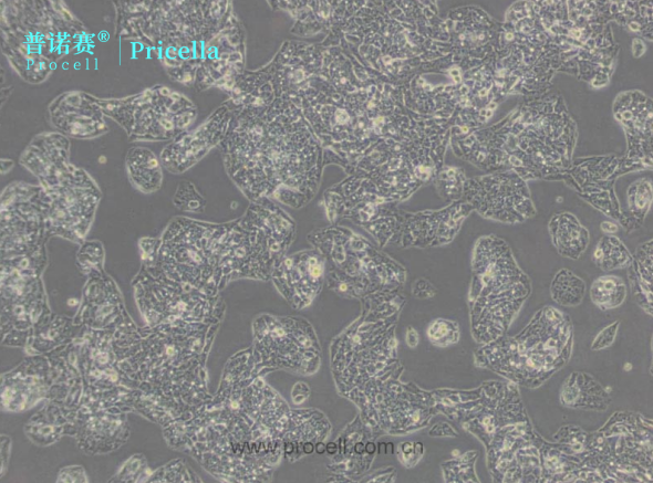 Hep G2人肝癌细胞——严格质控，批次间一致性强