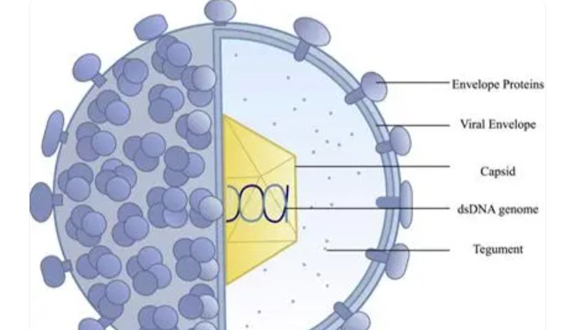 「DIFF+」助力单纯疱疹疫苗0-1｜HSV中和抗体检测及动物攻毒模型