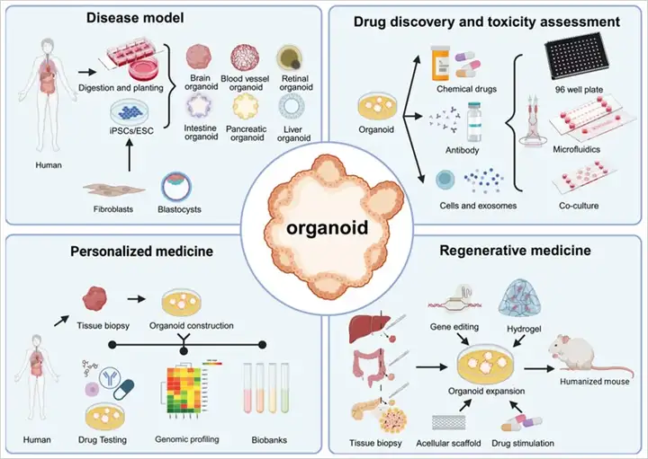 类器官：载玻片之上的「迷你实验室」