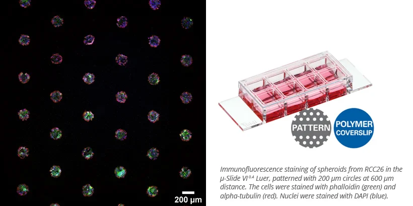 类器官：载玻片之上的「迷你实验室」