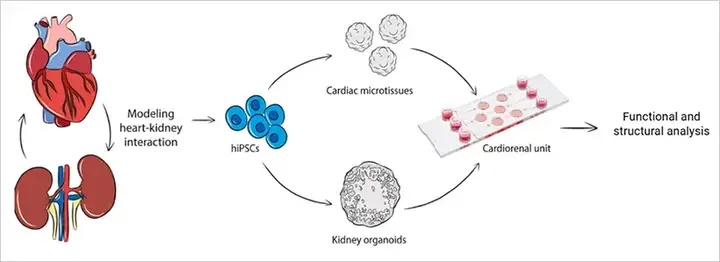 类器官：载玻片之上的「迷你实验室」