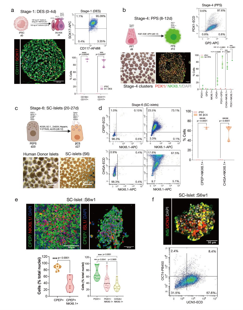 悬浮培养分化过程中SC-胰岛的阶段特异性细胞组成特征