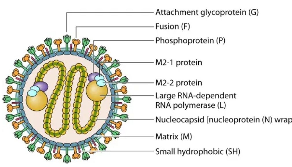 「DIFF+」｜国内hMPV中和抗体检测
