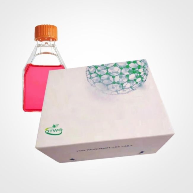 OE19、OE-19细胞系、OE-19