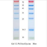 预先获得的蛋白质标记(10-180KDA)