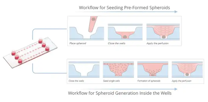 类器官：载玻片之上的「迷你实验室」