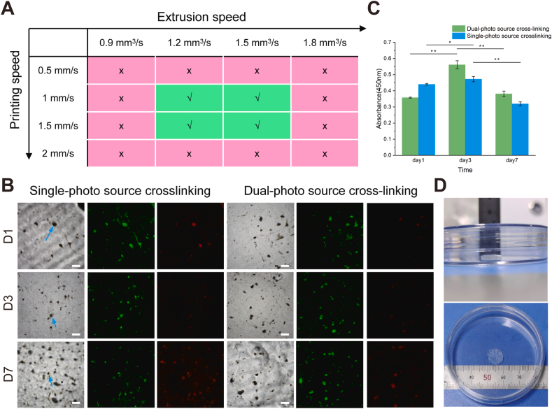 图 3.不同光照策略下细胞球负载水凝胶样本的生物相容性。