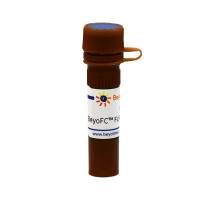 BeyoFC™ FcR封闭剂(Human)