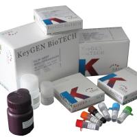 凯基 KGDN18 10× AMV Reaction Buffer 200 μl