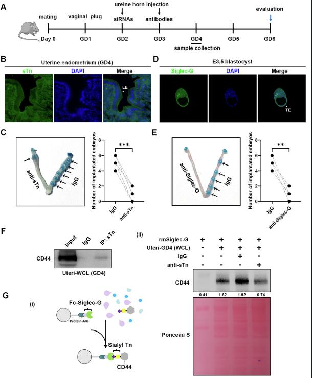 糖基化的新角色：如何在子宫内膜中为胚胎着床铺路？