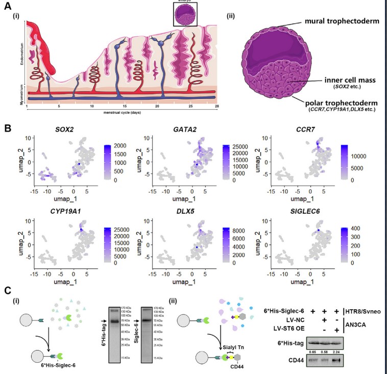 糖基化的新角色：如何在子宫内膜中为胚胎着床铺路？