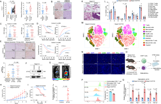 Gut（IF=23）ETV5：肝癌免疫逃逸的“幕后推手”