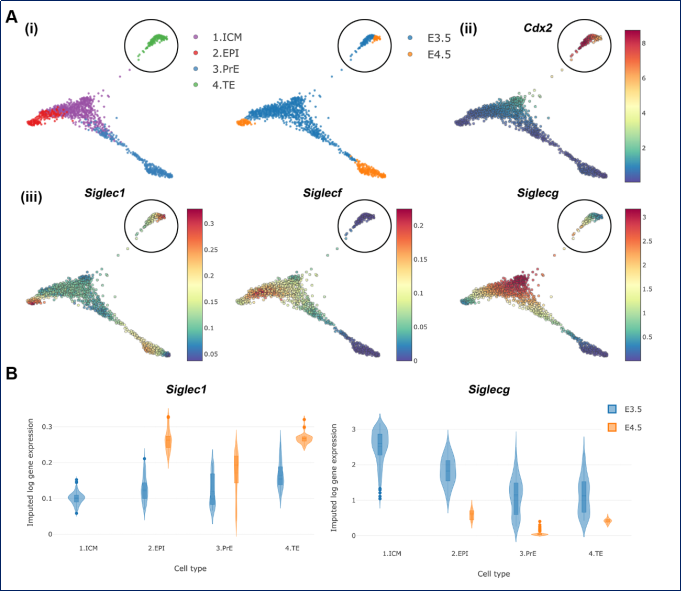 糖基化的新角色：如何在子宫内膜中为胚胎着床铺路？