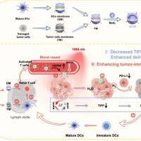 负载普鲁士蓝的聚酰胺-胺树枝状聚合物纳米颗粒被脑靶向肽Angiopep-2修饰 PB@PAMAM-Angiopep-2
