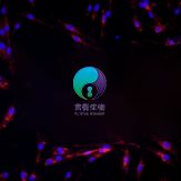 大鼠角膜成纤维细胞