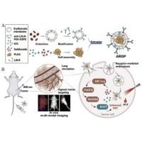 负载多粘菌素B的脂质体被红细胞膜包裹 Polymyxin B@Liposome@RBCM