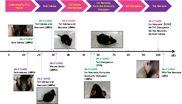 脊髓性肌萎缩症（SMA）全谱系模型：携带不同SMN2拷贝数的人源化小鼠