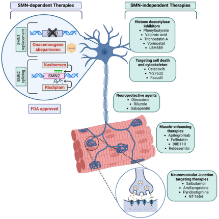 脊髓性肌萎缩症（SMA）全谱系模型：携带不同SMN2拷贝数的人源化小鼠
