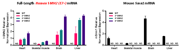 脊髓性肌萎缩症（SMA）全谱系模型：携带不同SMN2拷贝数的人源化小鼠