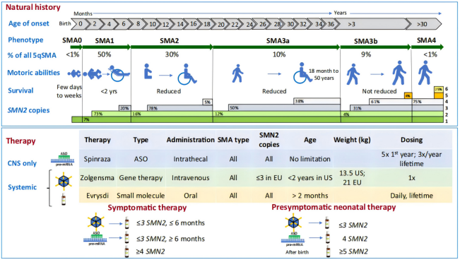 脊髓性肌萎缩症（SMA）全谱系模型：携带不同SMN2拷贝数的人源化小鼠