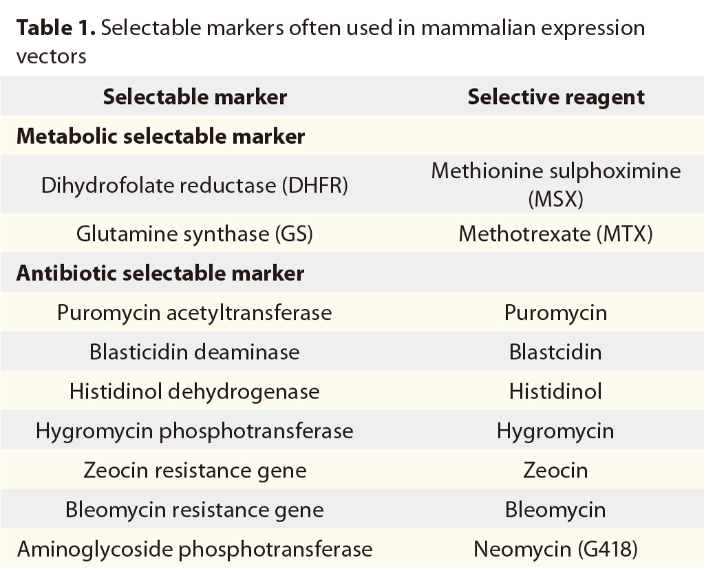 稳转细胞株构建全攻略：从理论到实践的生物制药核心技术解析