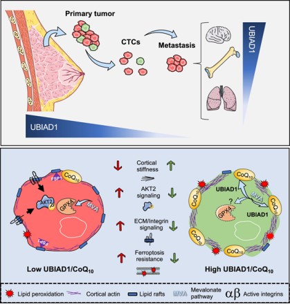 Nature子刊：辅酶Q10在乳腺癌进展中发挥意想不到的作用
