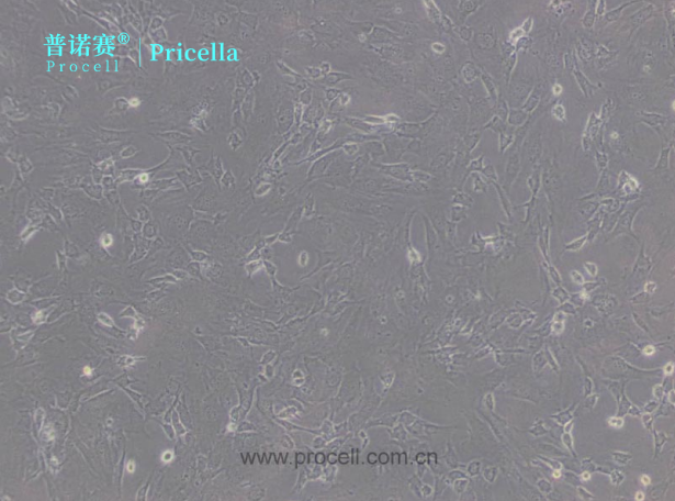 3T3-L1小鼠胚胎成纤维细胞特性解析：前脂肪细胞分化潜能展示