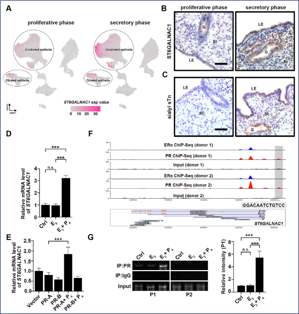 糖基化的新角色：如何在子宫内膜中为胚胎着床铺路？