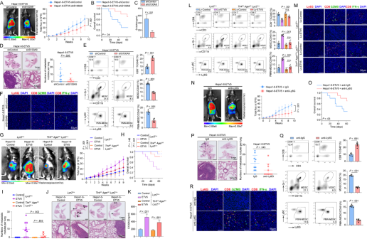 Gut（IF=23）ETV5：肝癌免疫逃逸的“幕后推手”