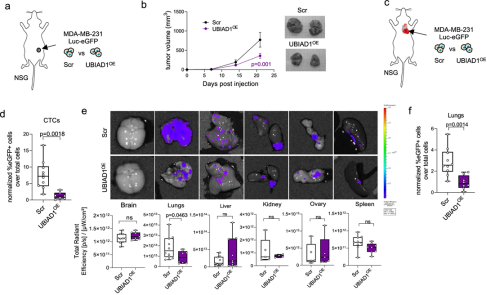 Nature子刊：辅酶Q10在乳腺癌进展中发挥意想不到的作用