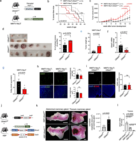 Nature子刊：辅酶Q10在乳腺癌进展中发挥意想不到的作用