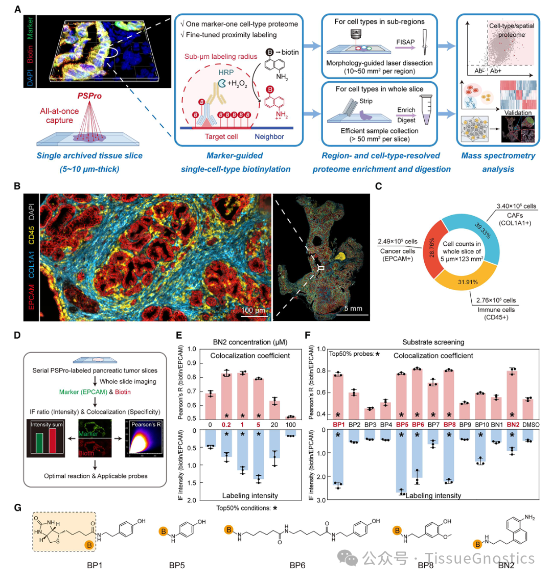 南方科技大学田瑞军教授团队利用TissueCytometry 技术解析复杂组织单细胞空间蛋白质组
