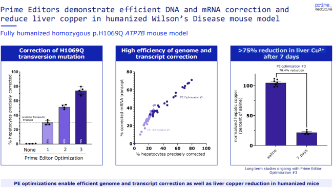 B6-hATP7B*H1069Q小鼠：铜代谢、威尔逊病及基因编辑疗法研究的精准人源化模型