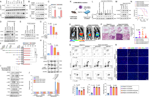 Gut（IF=23）ETV5：肝癌免疫逃逸的“幕后推手”