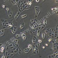 犬肾细胞;MDCK-II