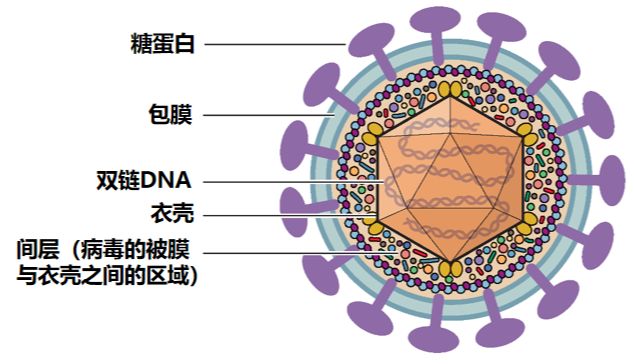 「DIFF+」破局单纯疱疹疫苗研发｜迪福润丝24小时精准中和抗体检测技术