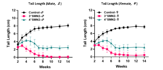 脊髓性肌萎缩症（SMA）全谱系模型：携带不同SMN2拷贝数的人源化小鼠