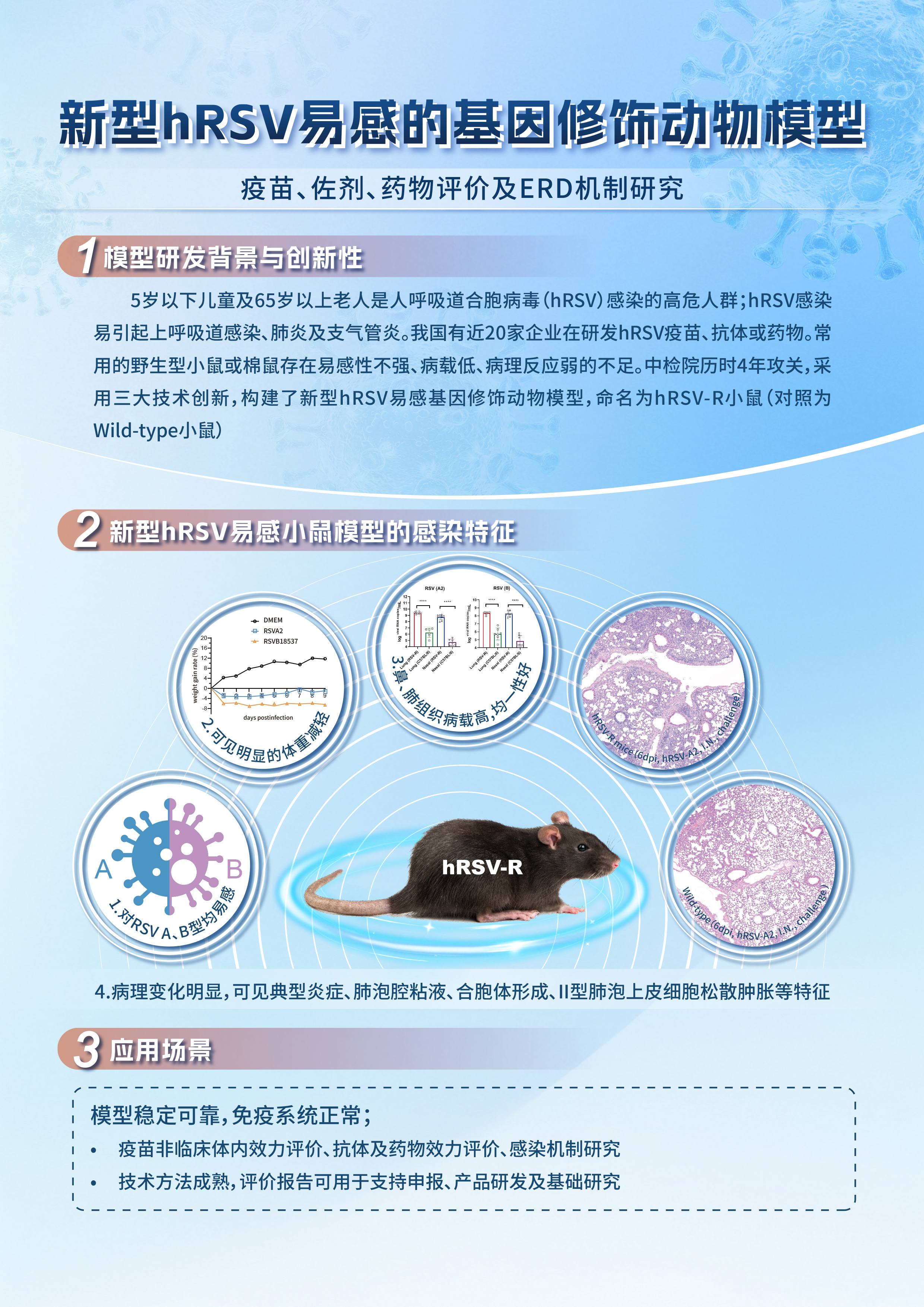 新型hRSV易感的基因修饰动物模型