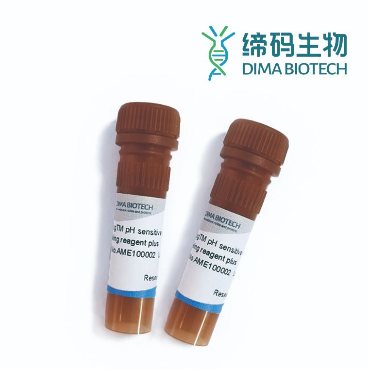 高敏抗体蛋白内吞检测试剂plus