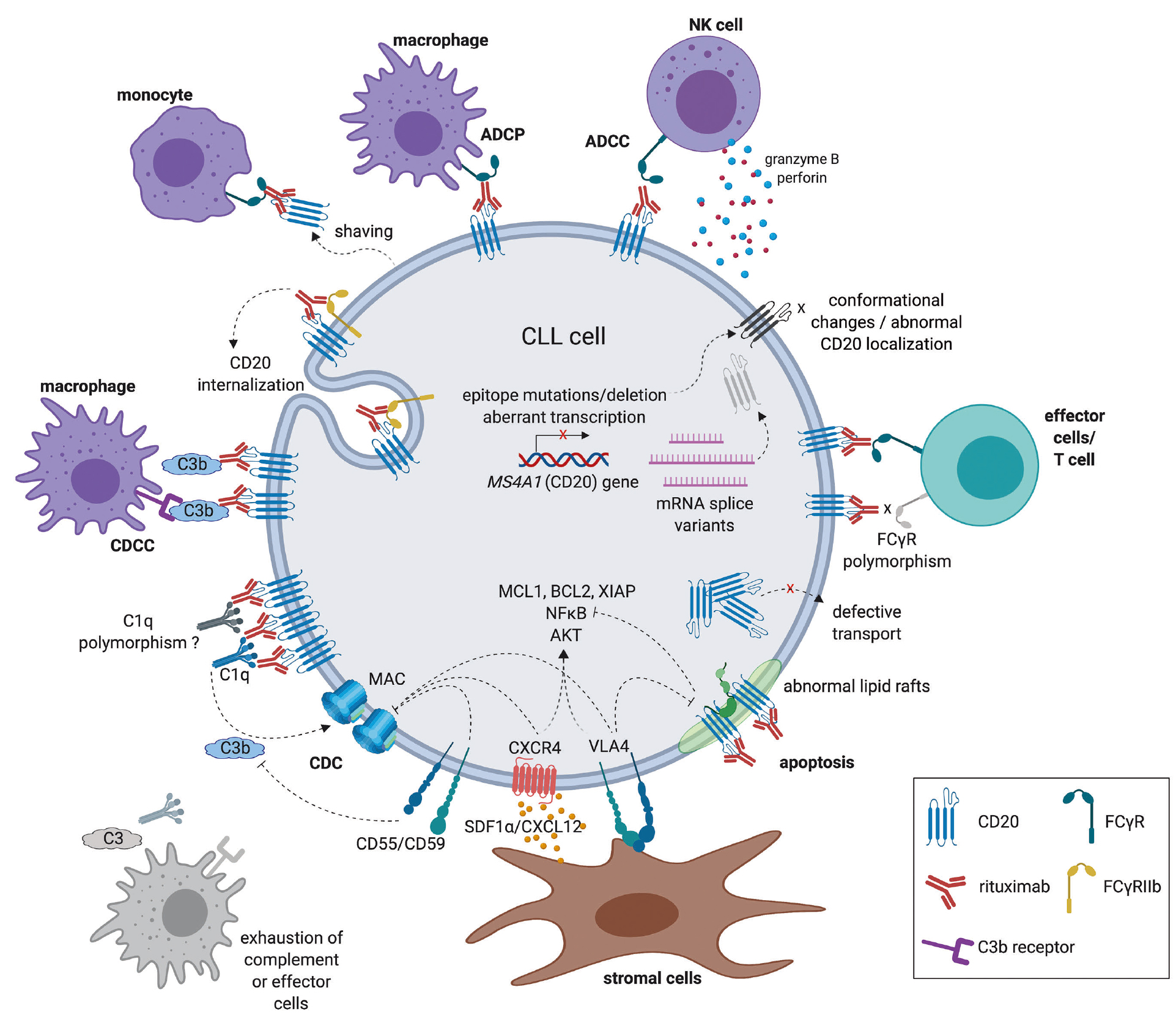 多发性硬化症这类自免疾病在B细胞耗竭领域的研究进展如何呢？