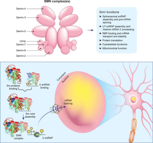 脊髓性肌萎缩症（SMA）全谱系模型：携带不同SMN2拷贝数的人源化小鼠
