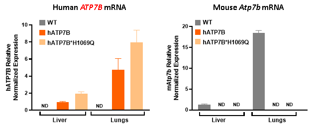 B6-hATP7B*H1069Q小鼠：铜代谢、威尔逊病及基因编辑疗法研究的精准人源化模型